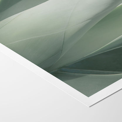 Sage Green Agave
