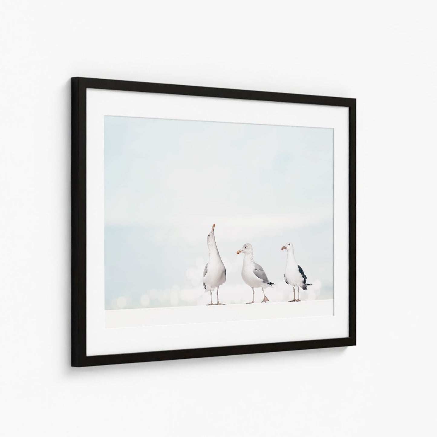 SEAGULLS