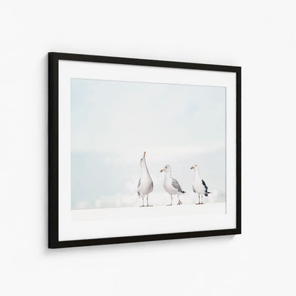 SEAGULLS