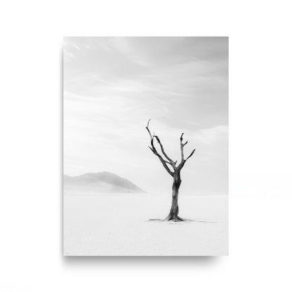 Lone Desert Tree
