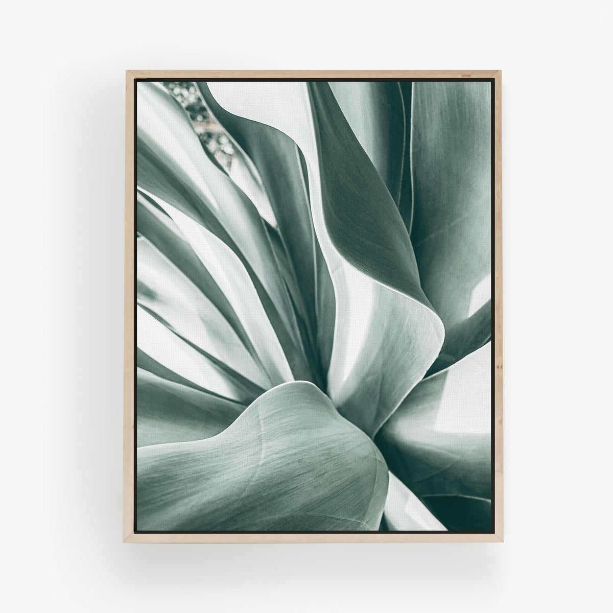 Agave Study
