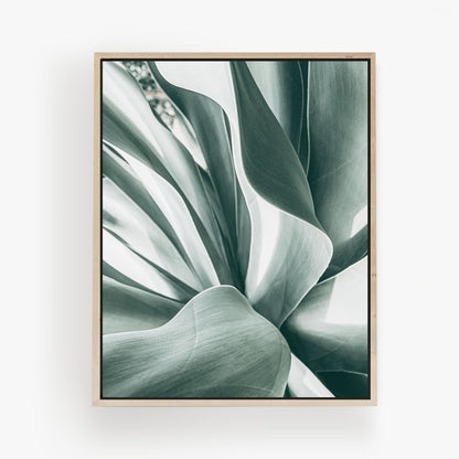 Agave Study
