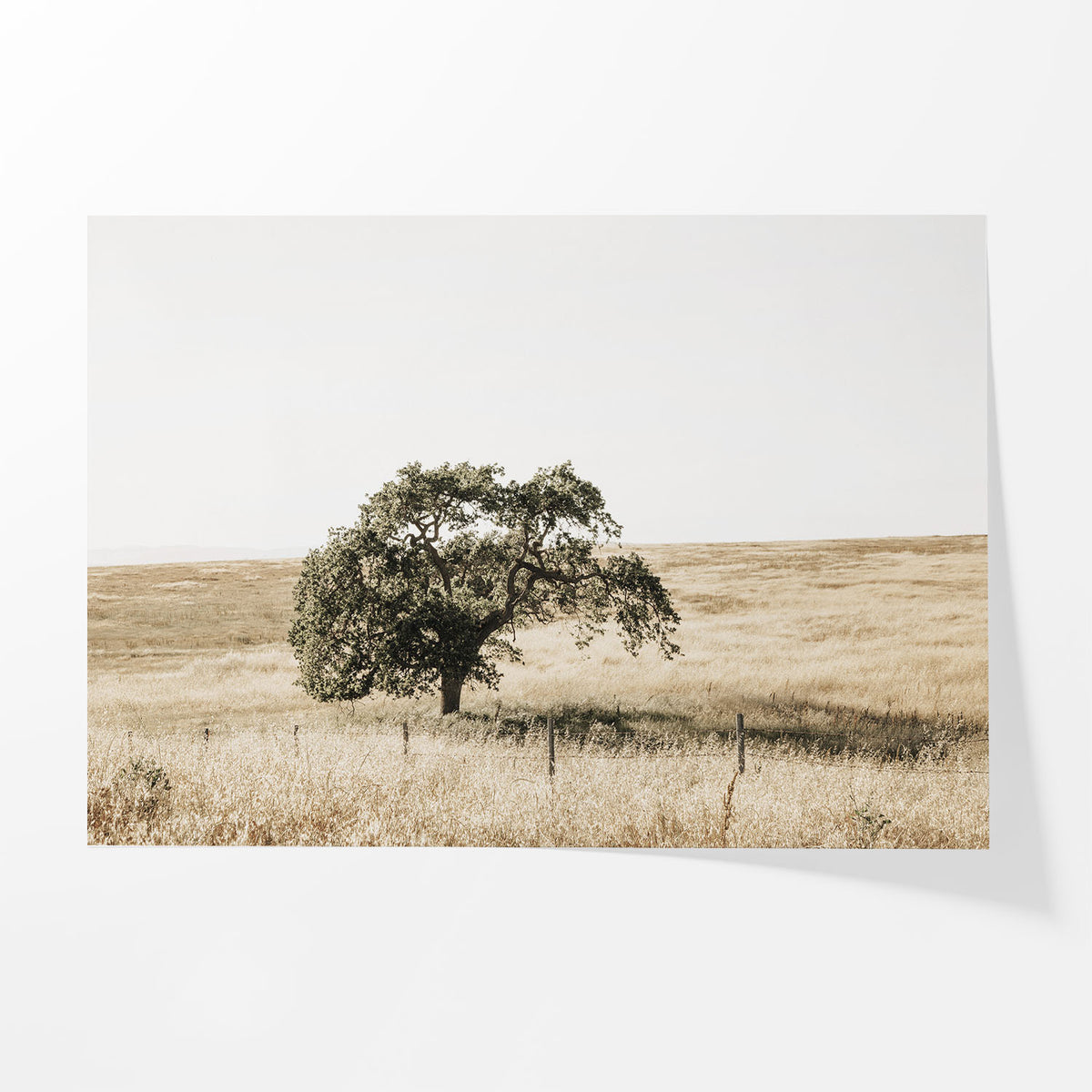 Lone Tree