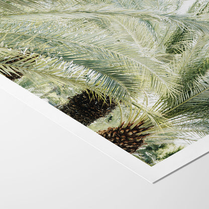 Palm Daydream