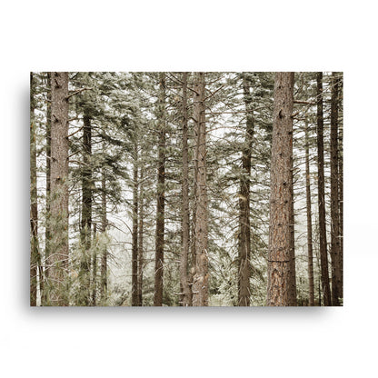 Forest Calm