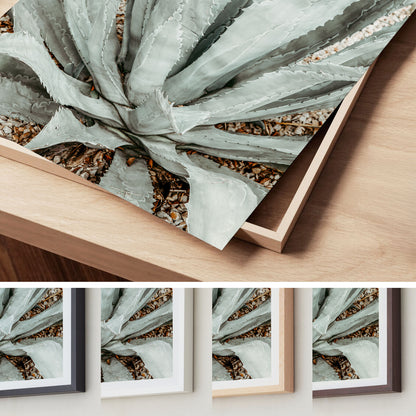 Desert Form – Agave Wall Art