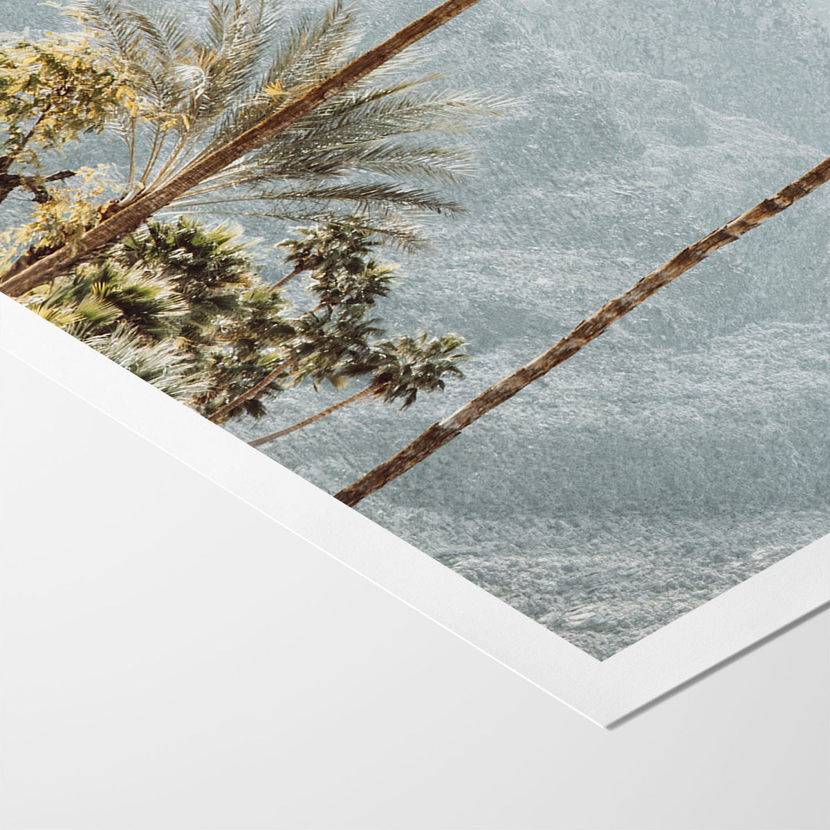 Two Desert Palms