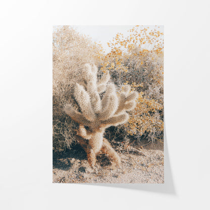 Desert Cholla