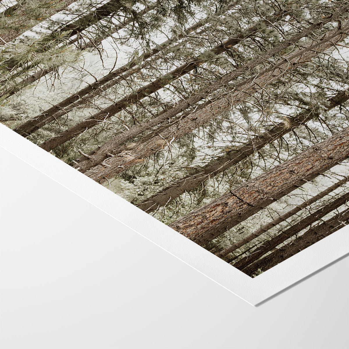 Forest Calm