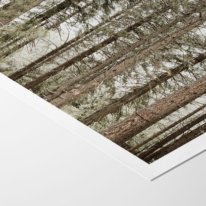 Forest Calm