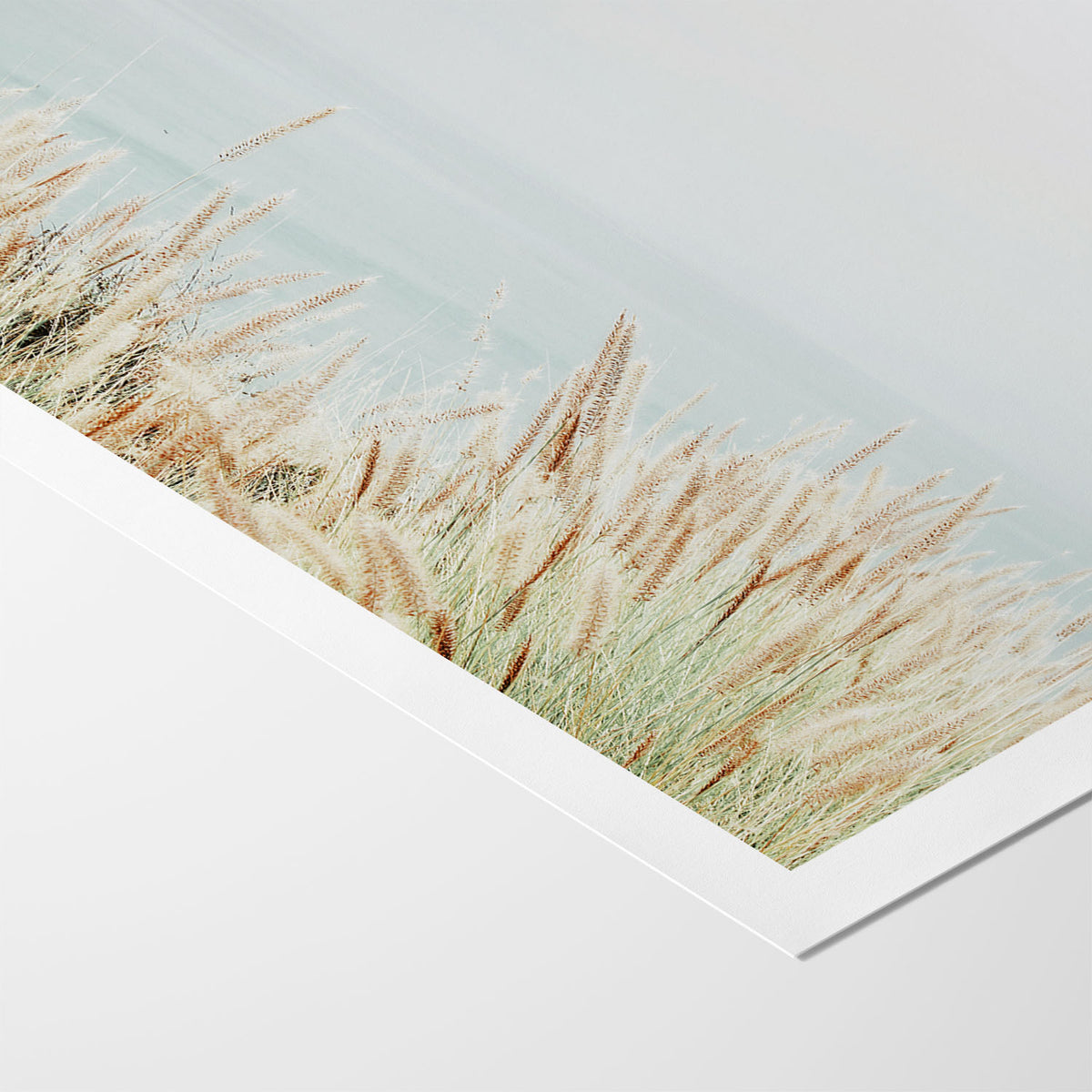 Coastal Fountain Grass