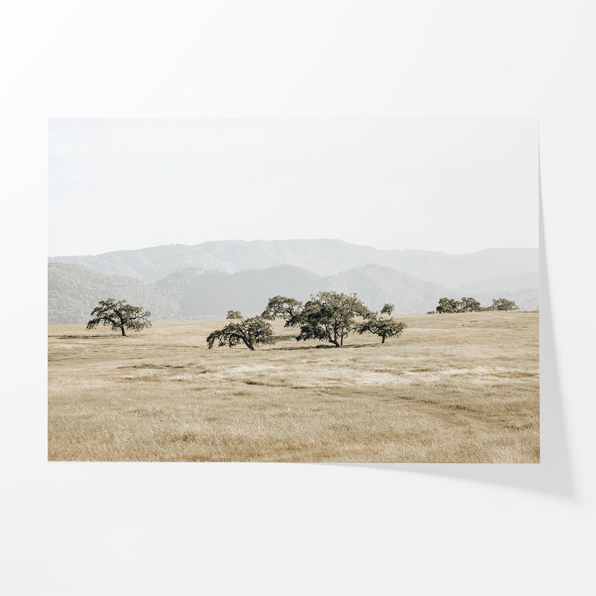Golden Meadow