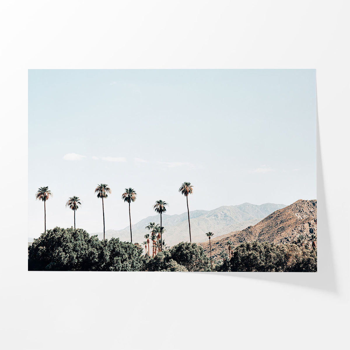 Desert Palms