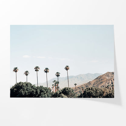 Desert Palms