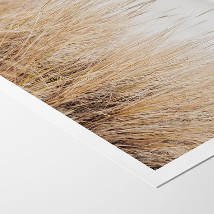 Grass by Sea