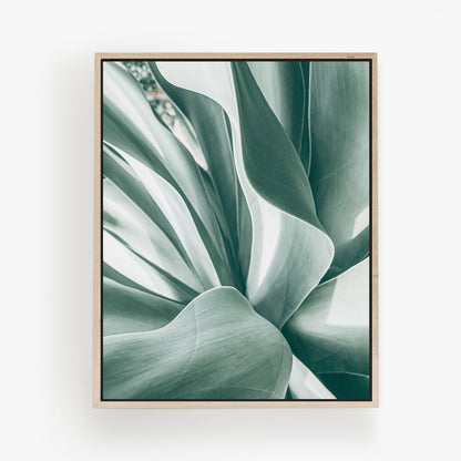 Agave Study
