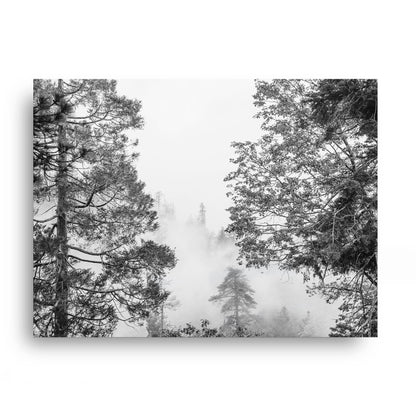Misty Pine Forest