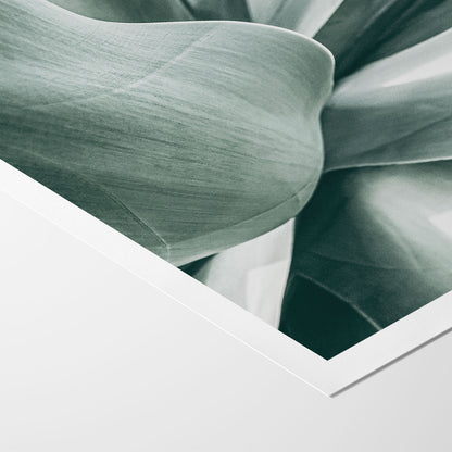 Agave Study