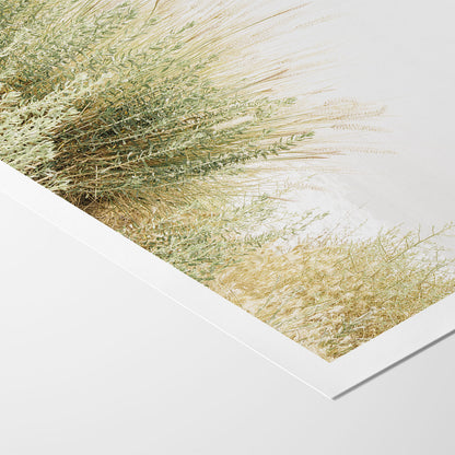 Wild Grasses