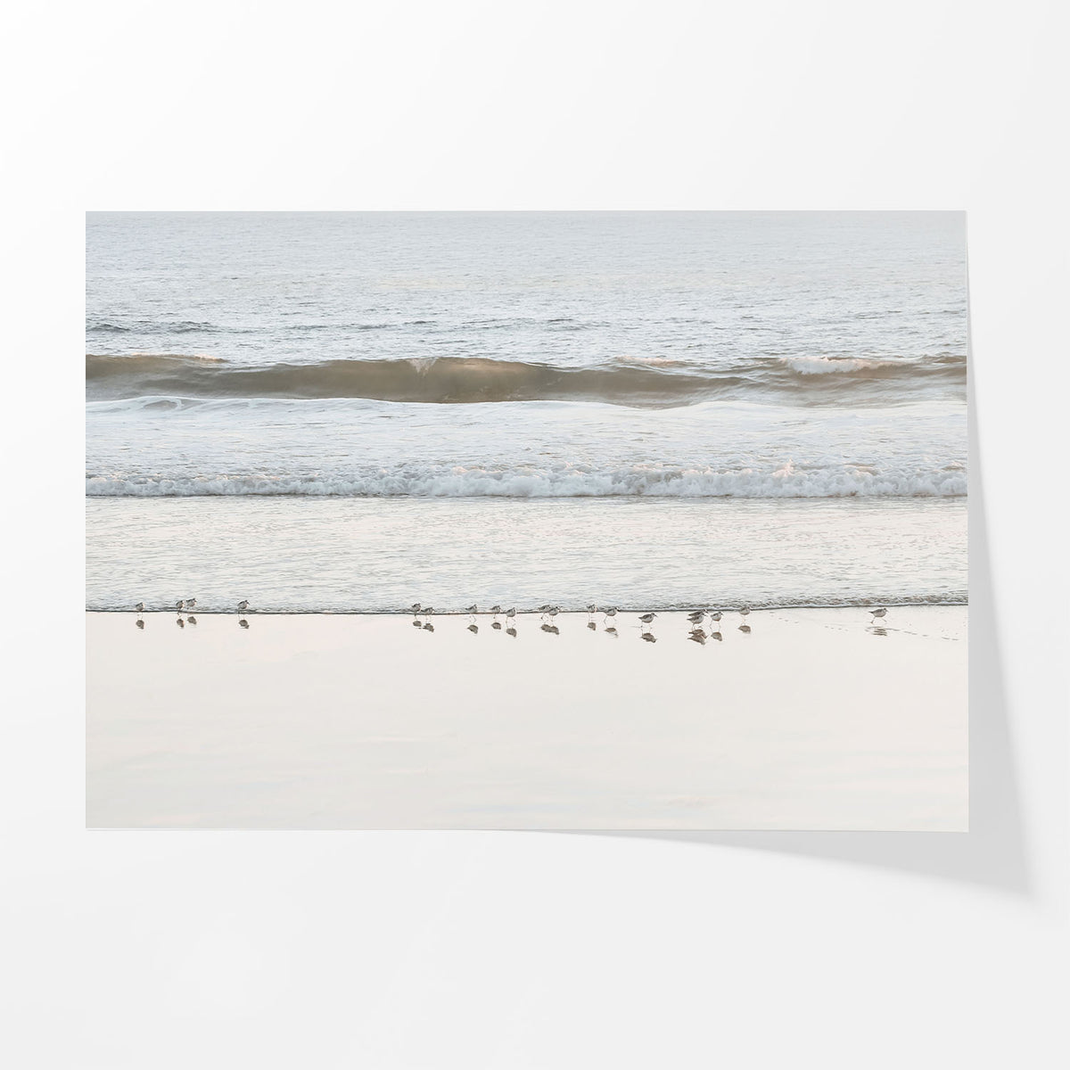 Shore Birds