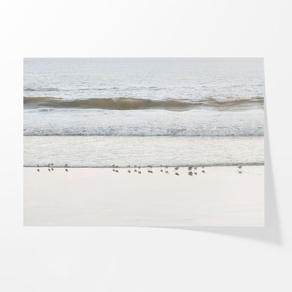 Shore Birds