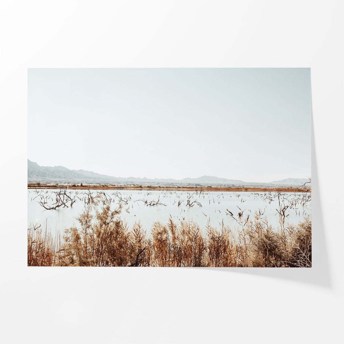 Desert Marsh