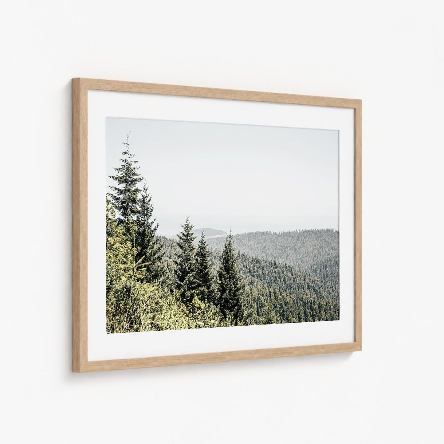 REDWOODS