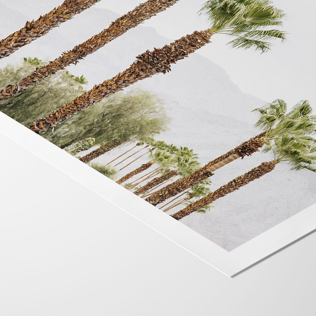 Palm Haze