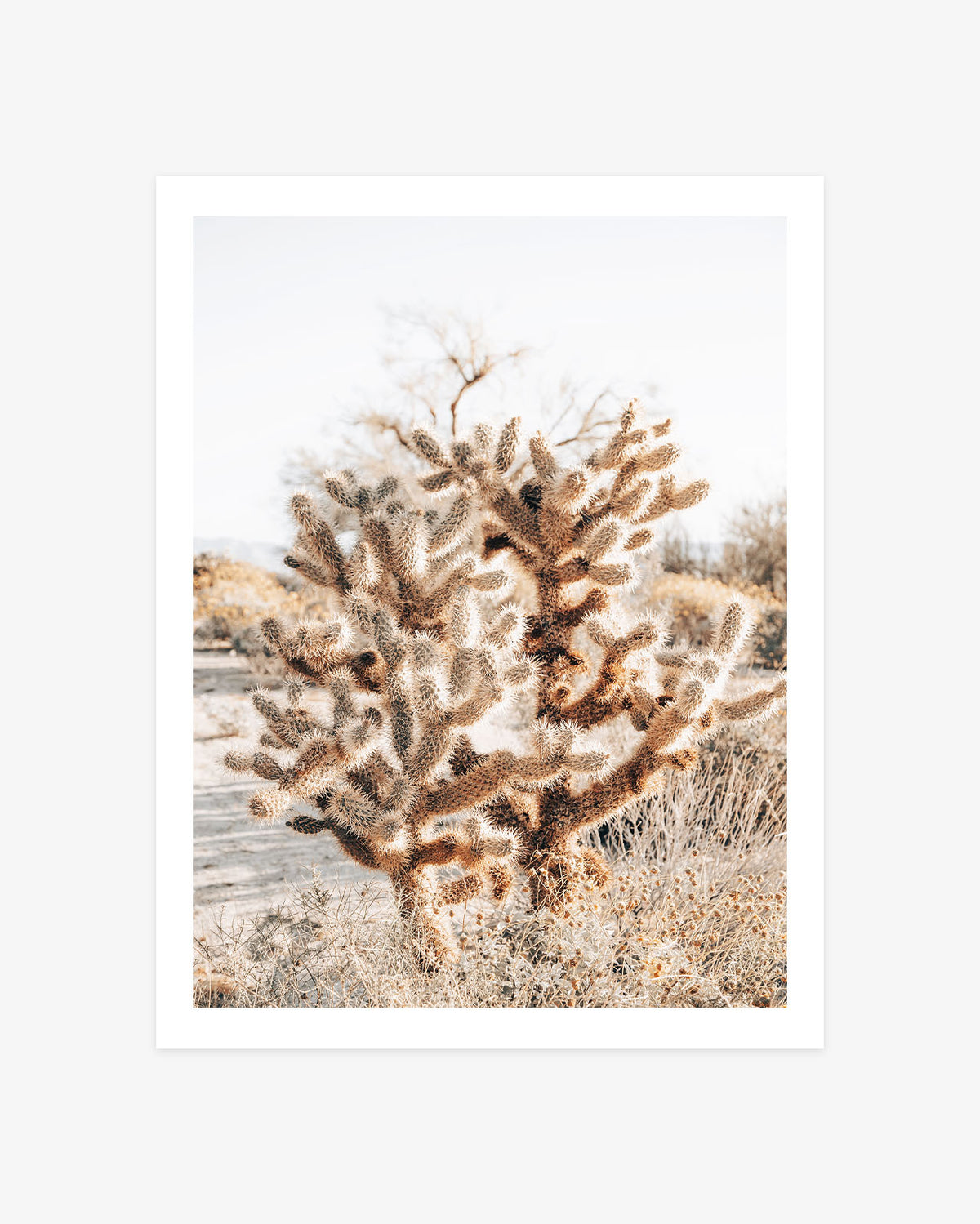 Anza-Borrego cactus photography featuring dense cholla cacti glowing in warm sunlight among pale desert brush and sandy earth.