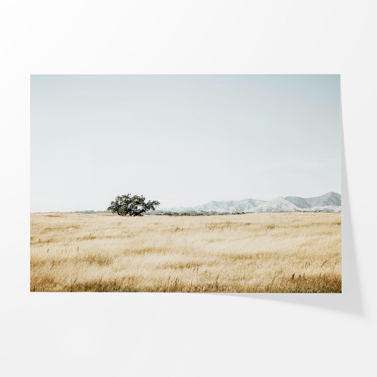 Quiet Prairie