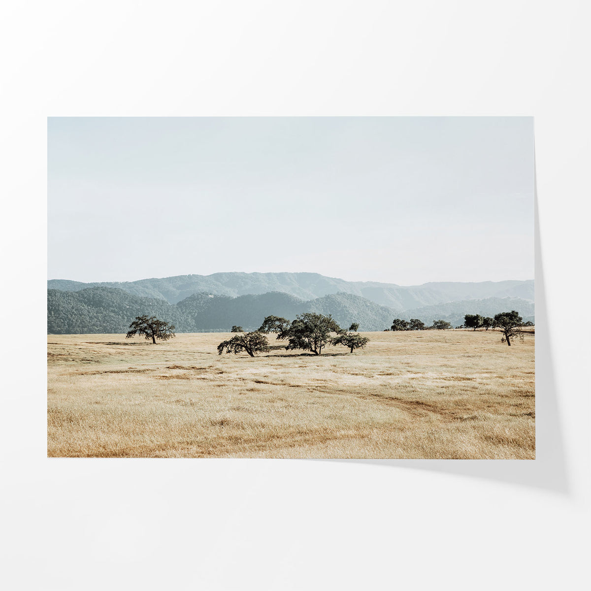 Open Meadow