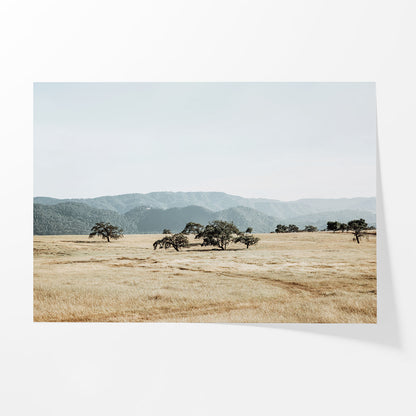 Open Meadow