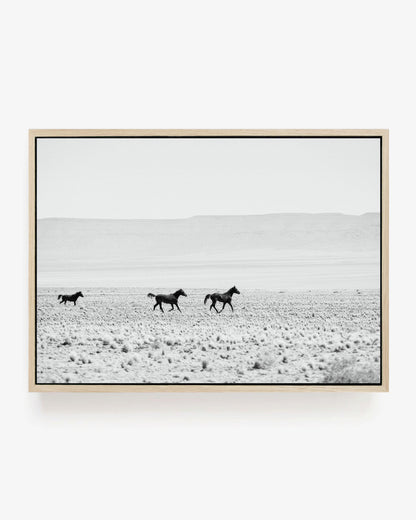 Wild Horses of the Desert