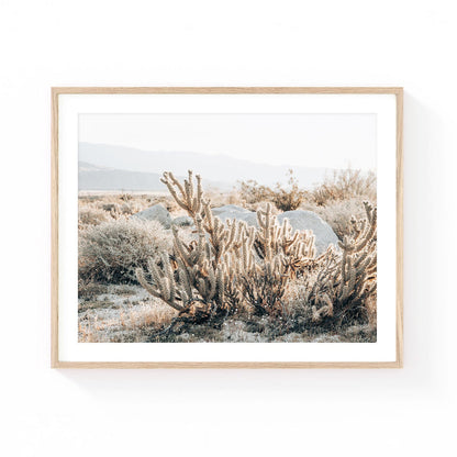 Desert Cholla Garden