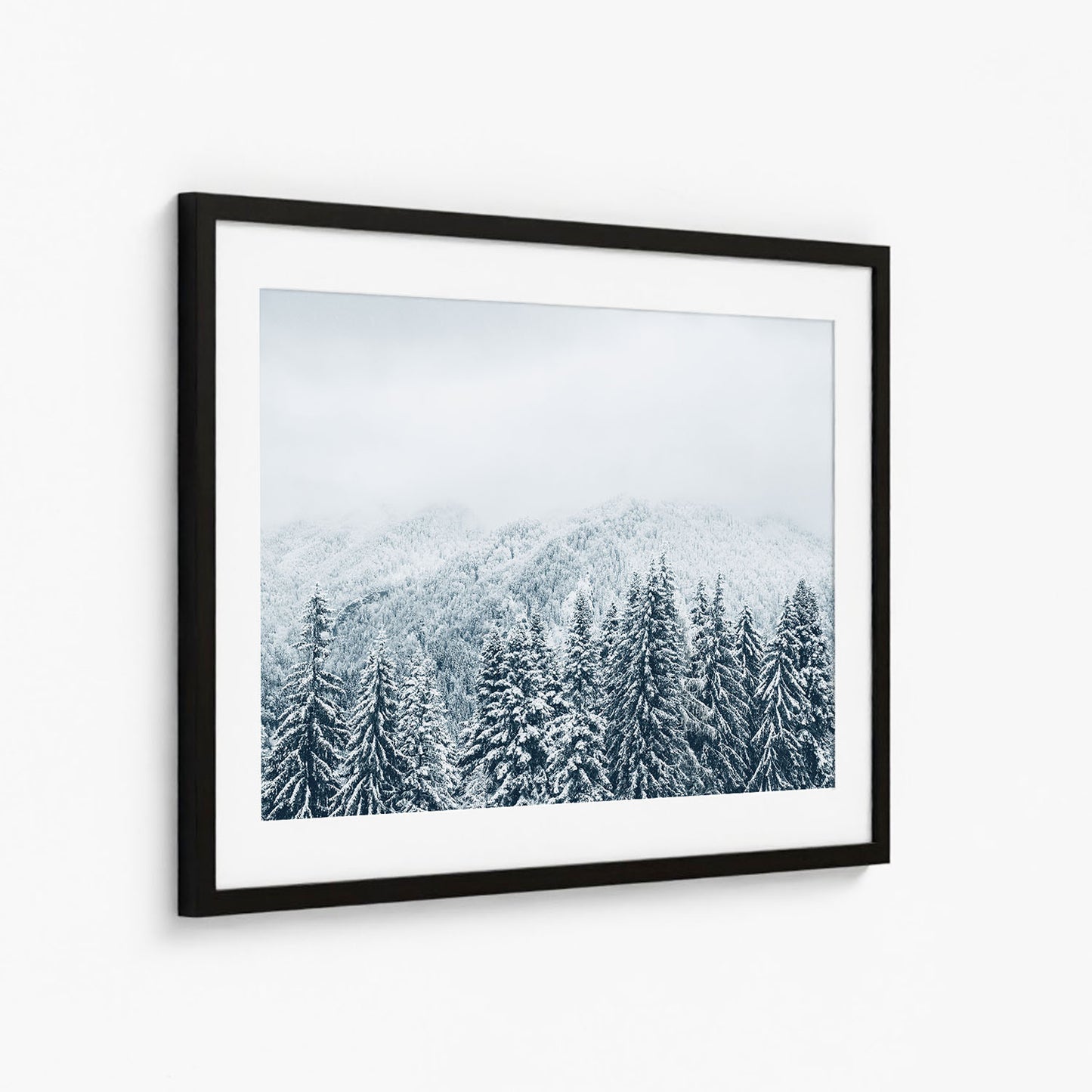 SNOWY PINES