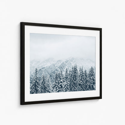 SNOWY PINES