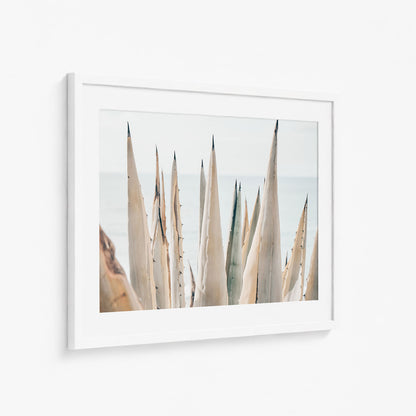 COASTAL AGAVE