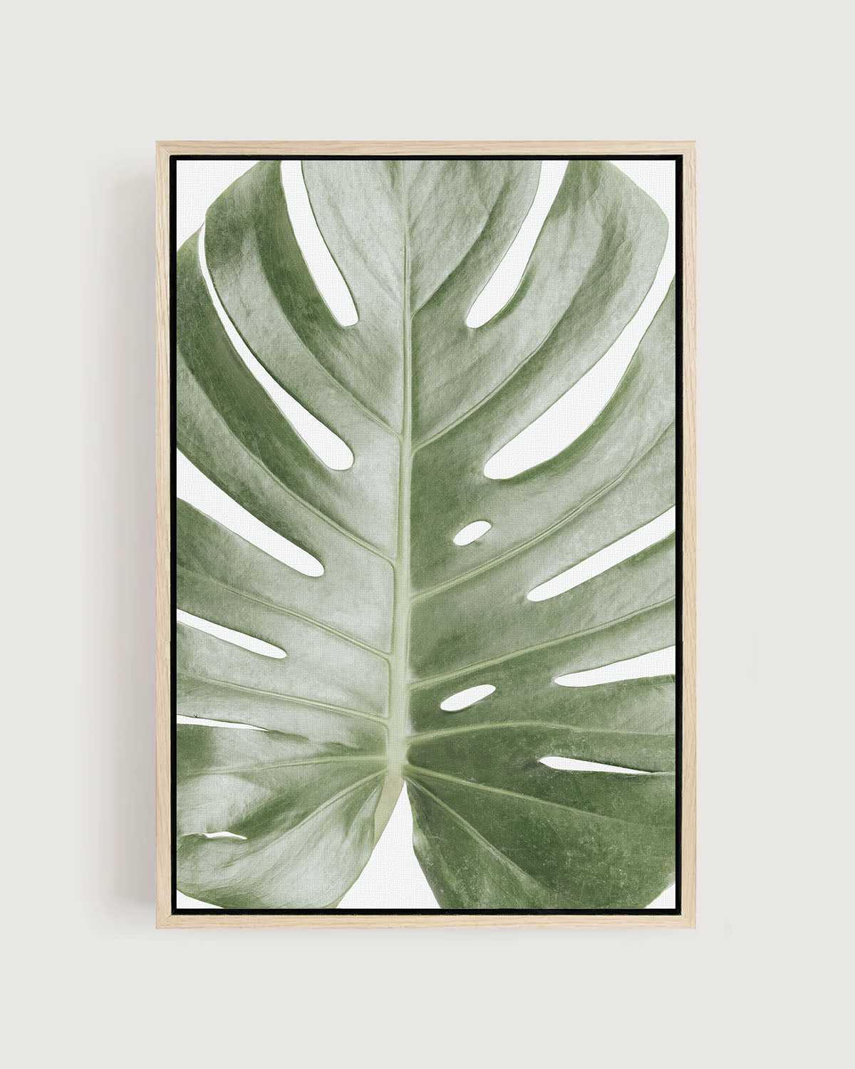 MONSTERA LEAF