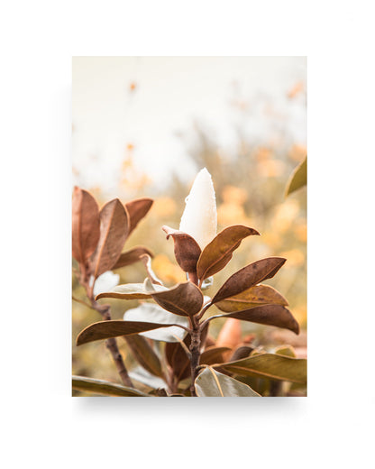 Close-up of a white magnolia flower bud emerging from glossy brown-green magnolia leaves, softly lit by warm sunlight with a blurred golden garden background.