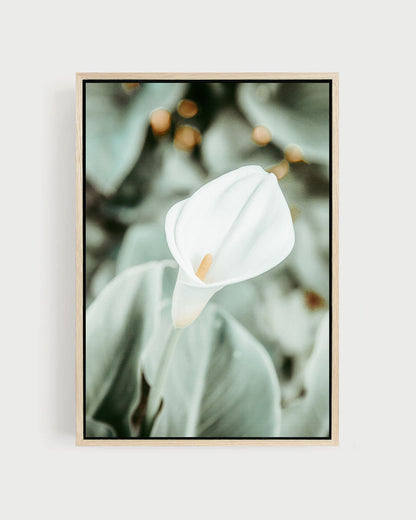 Quiet Bloom – Calla Lily Wall Art