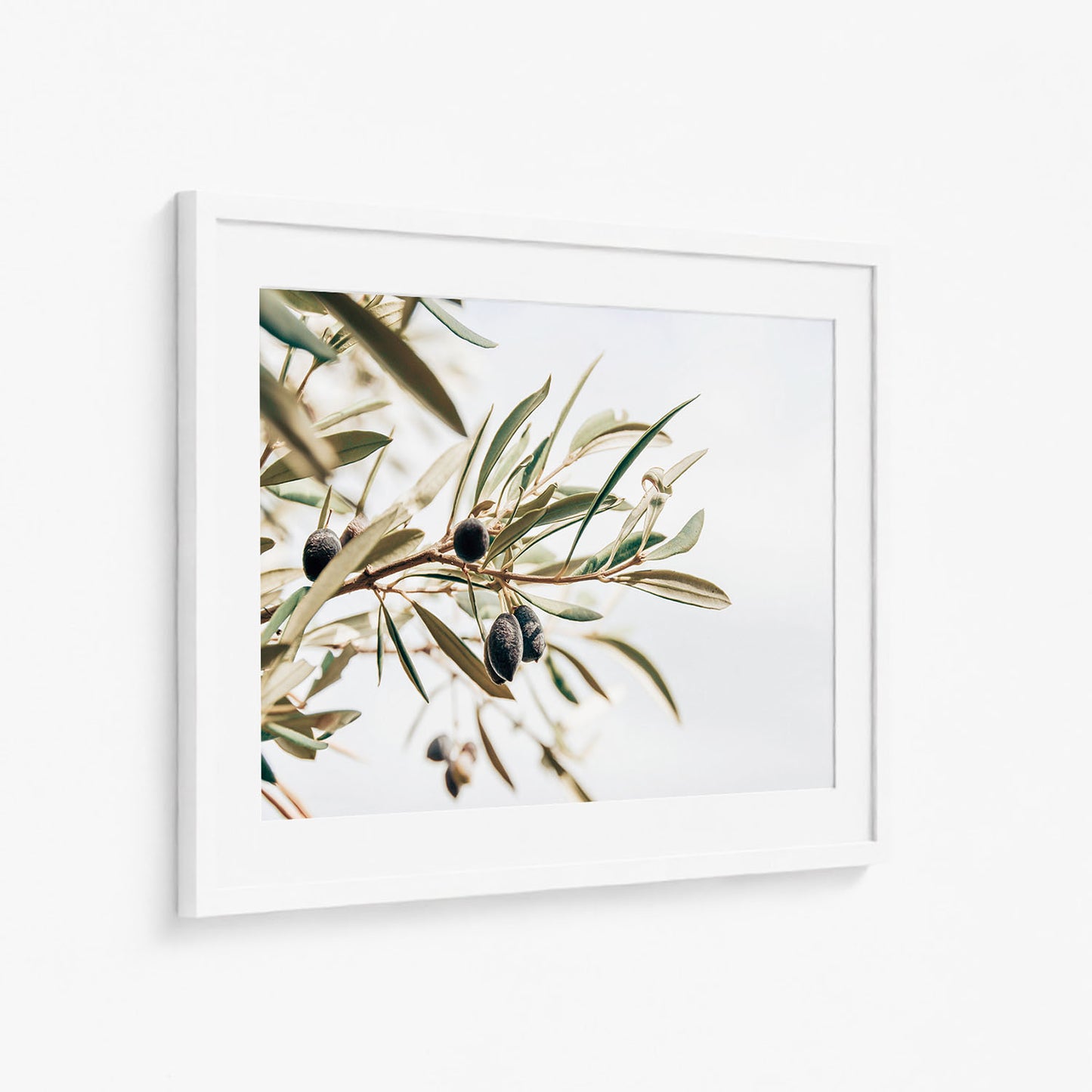 OLIVE STUDY