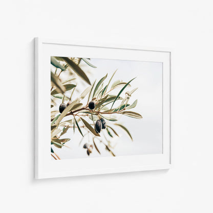 OLIVE STUDY