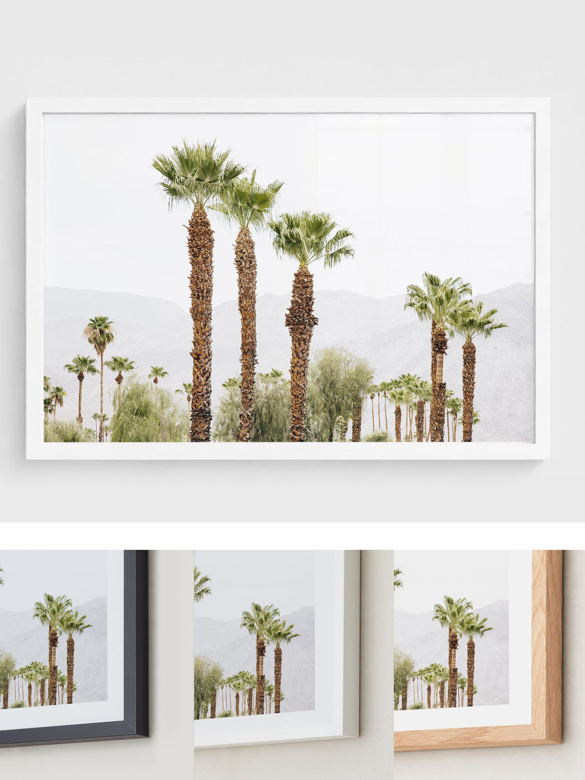 Palm Haze