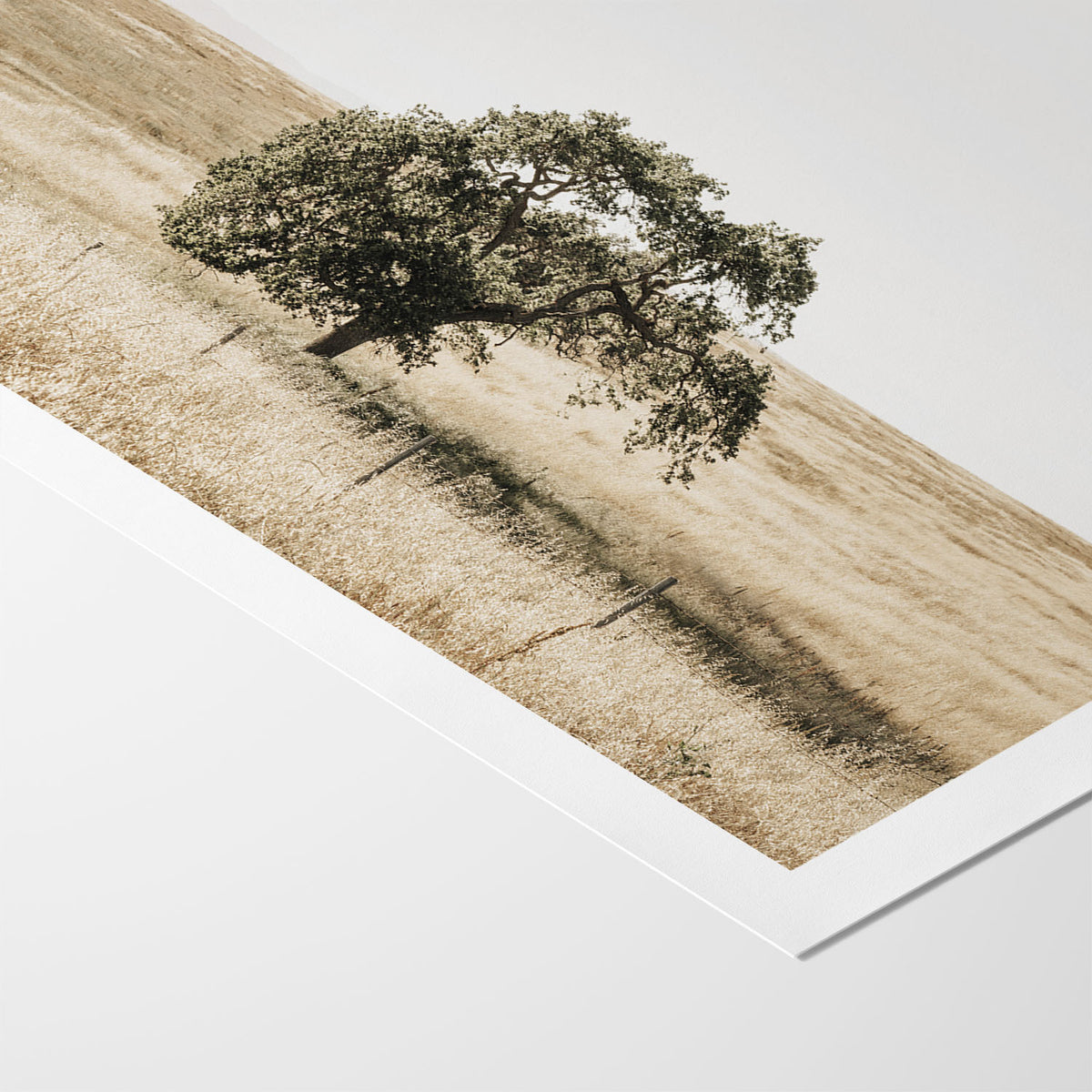 Lone Tree