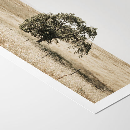 Lone Tree