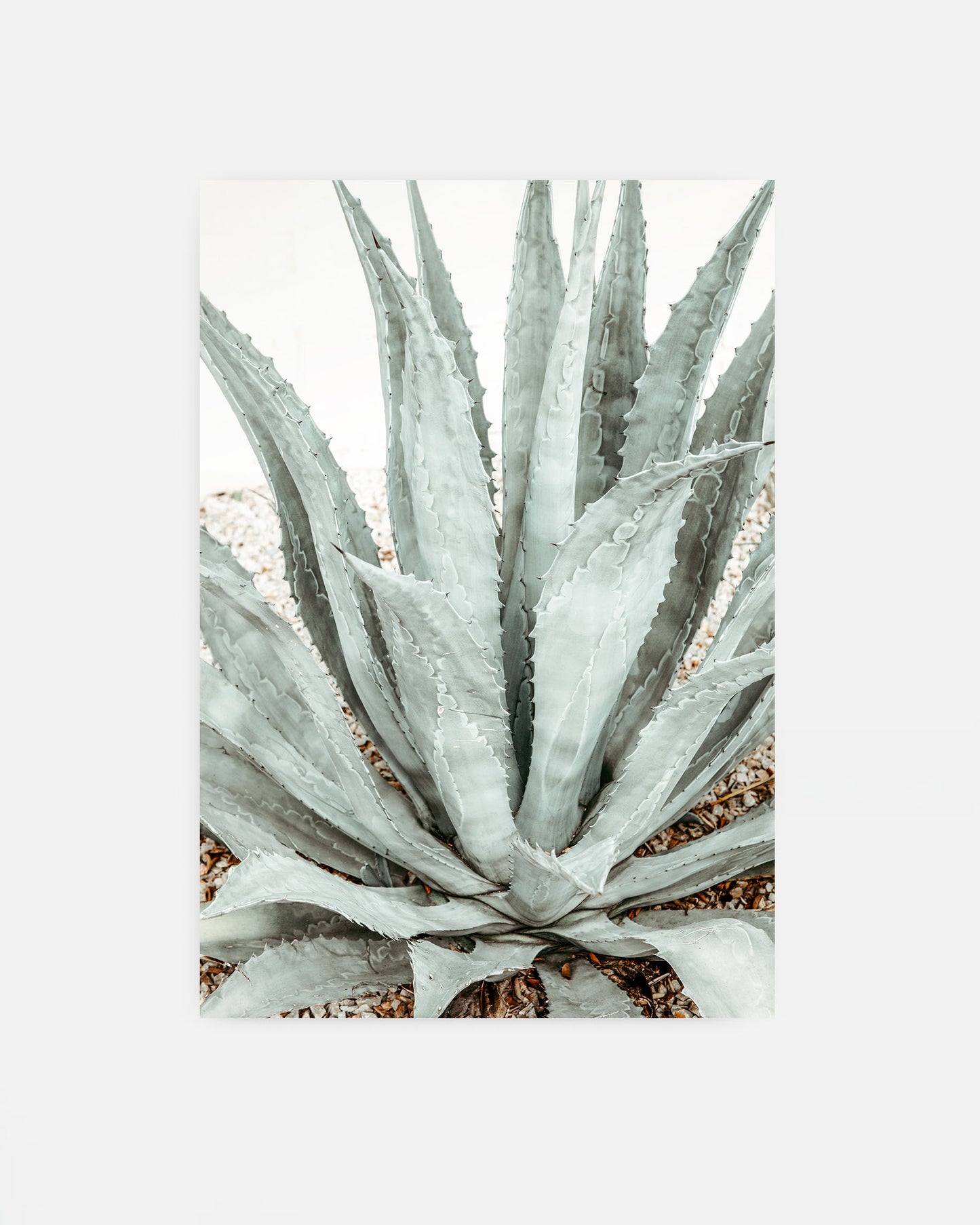 Desert Form – Agave Wall Art