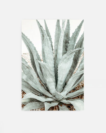 Desert Form – Agave Wall Art