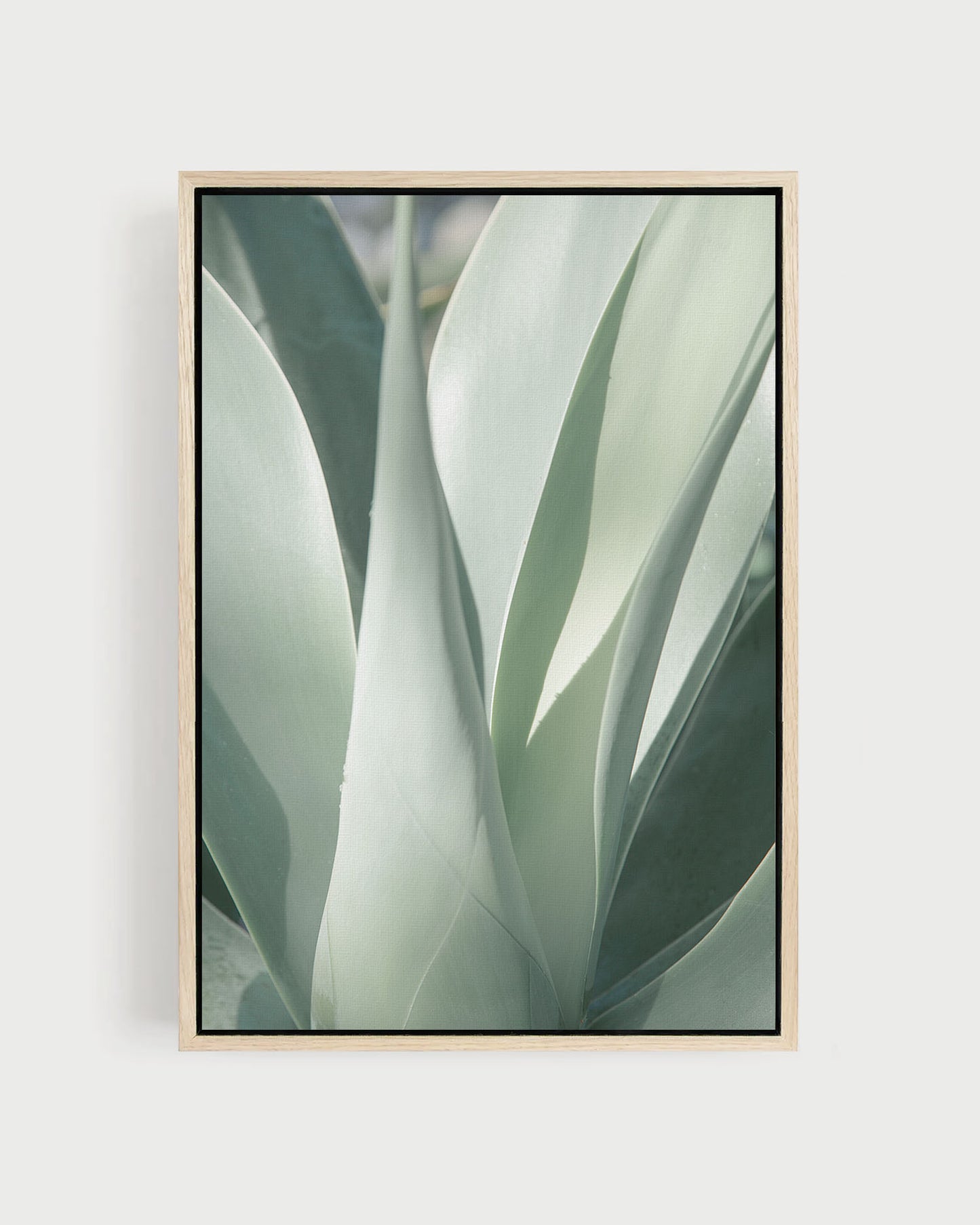 Soft Green – Agave Wall Art