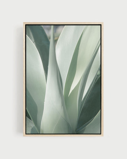 Soft Green – Agave Wall Art