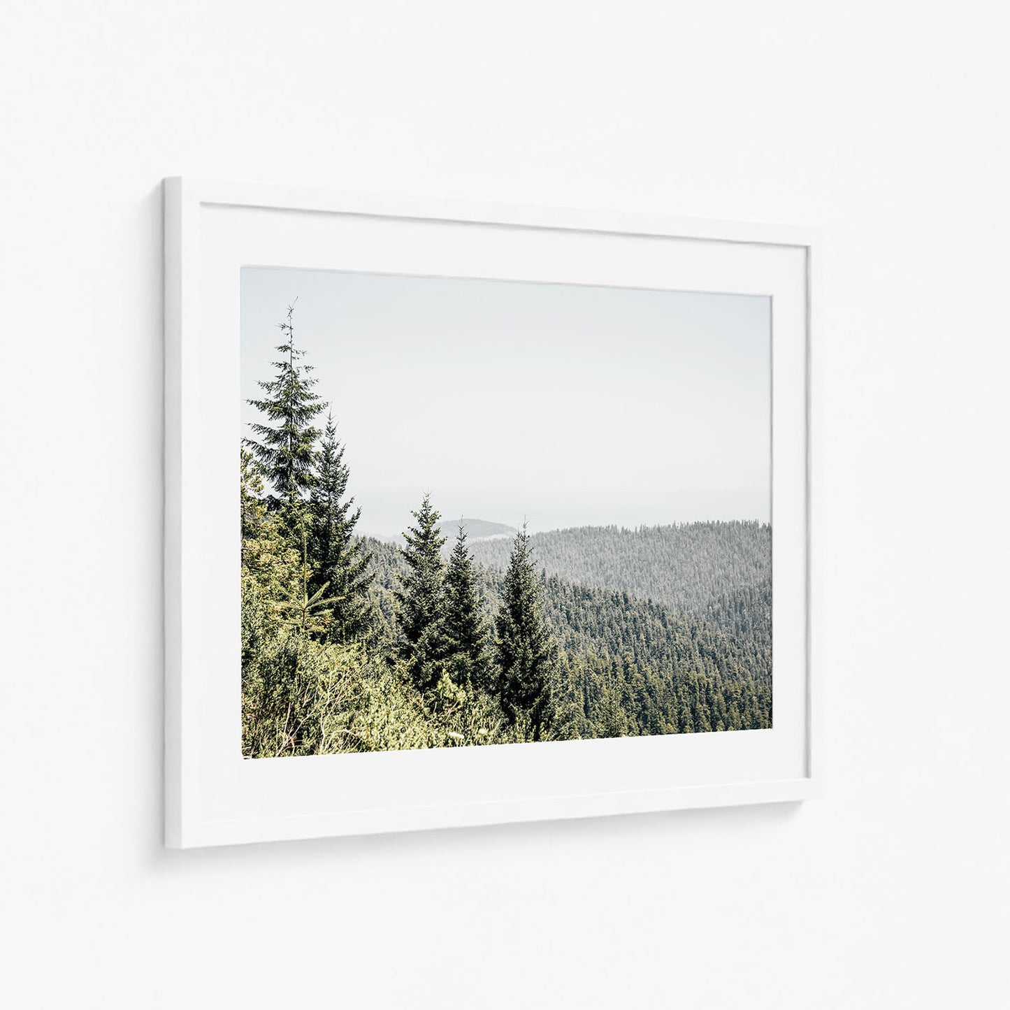 REDWOODS
